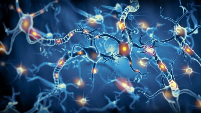 Crean neuronas que pueden integrarse en tejido cerebral