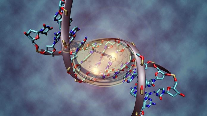 Investigadores han desarrollado un reloj epigenético
